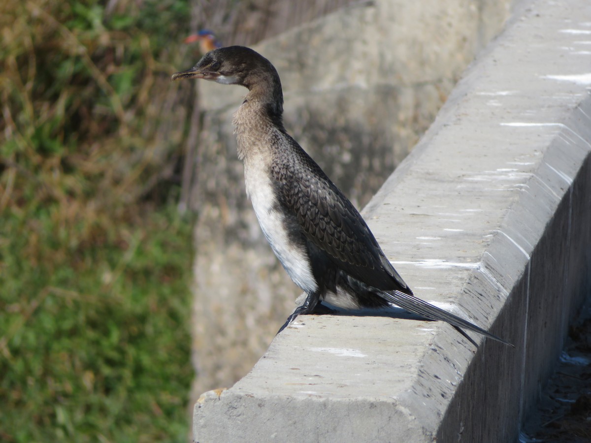Reed Cormorant - ML638148900