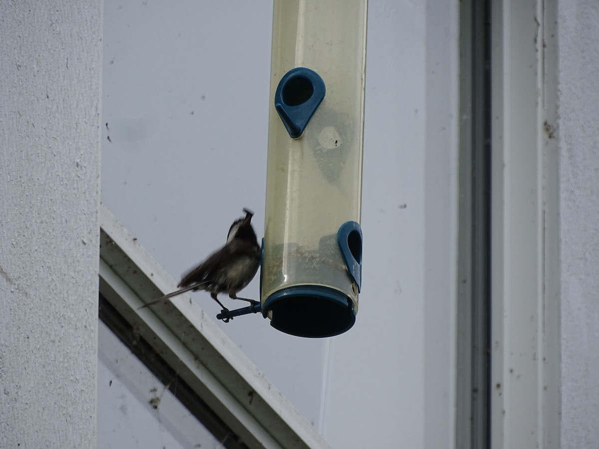 Black-capped Chickadee - ML638148925