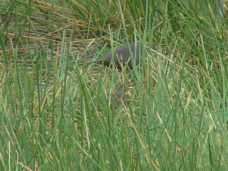 Rufous-bellied Heron - ML638148945