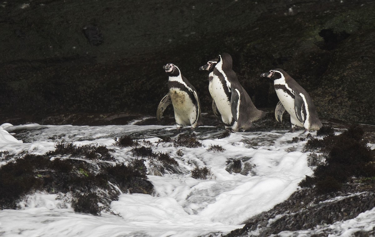 Humboldt Penguin - ML638148990