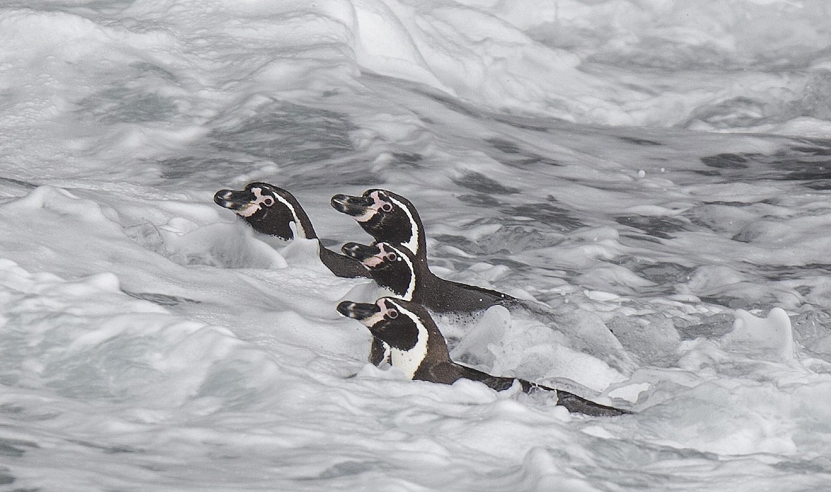 Humboldt Penguin - ML638148991