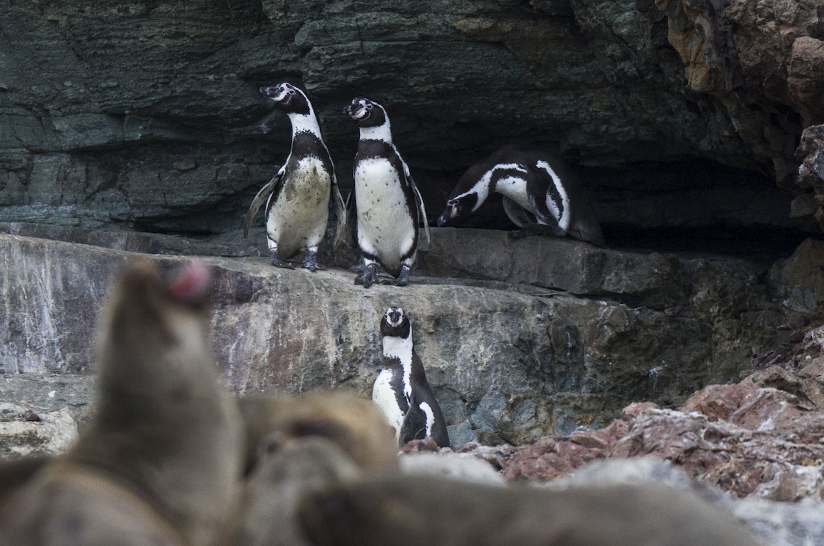 Humboldt Penguin - ML638148992