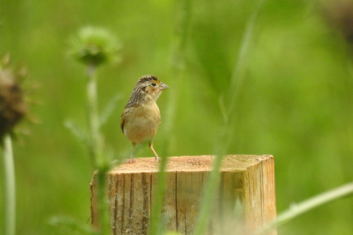 Grasshopper Sparrow - ML638148998
