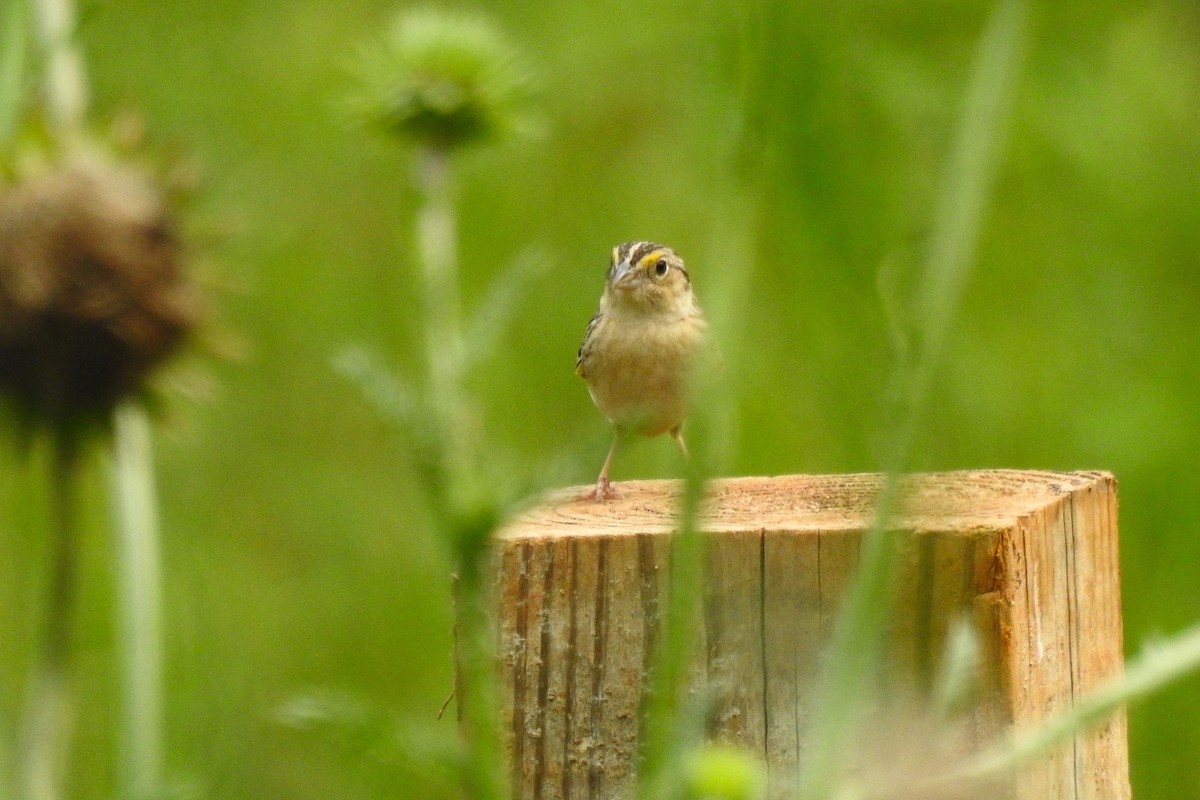 Grasshopper Sparrow - ML638148999