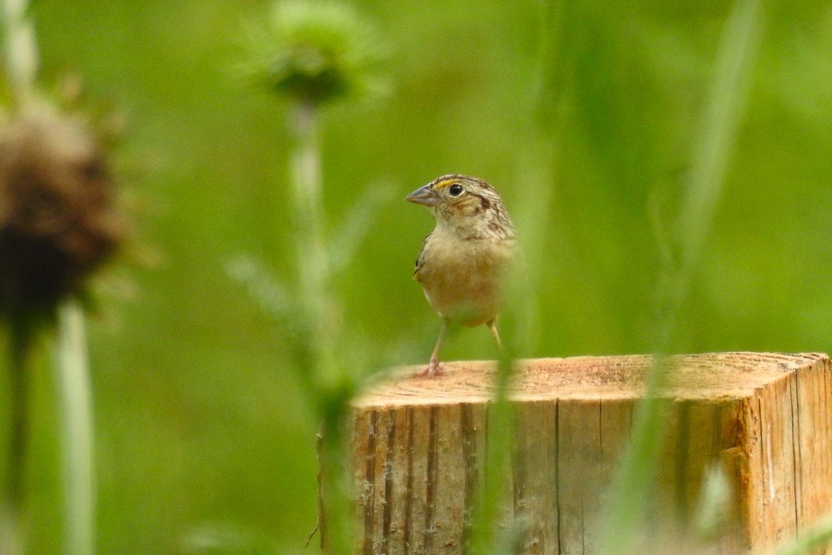 Grasshopper Sparrow - ML638149000