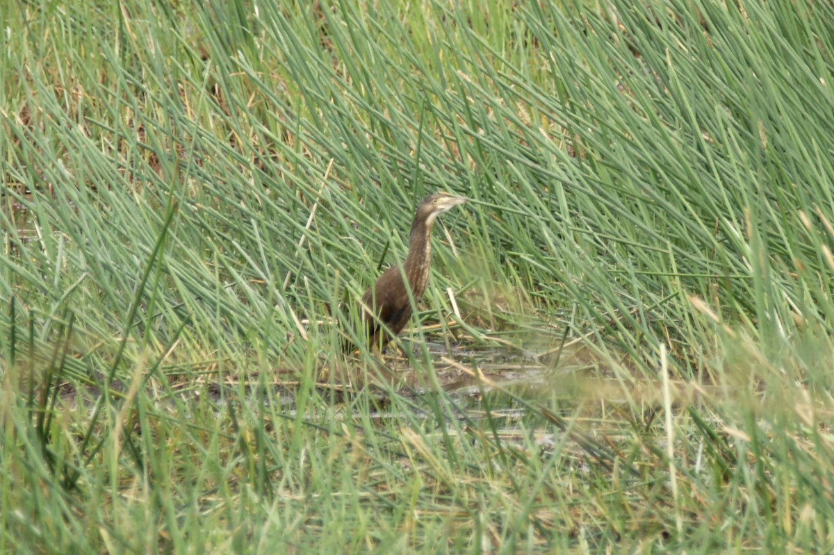 Rufous-bellied Heron - ML638149018