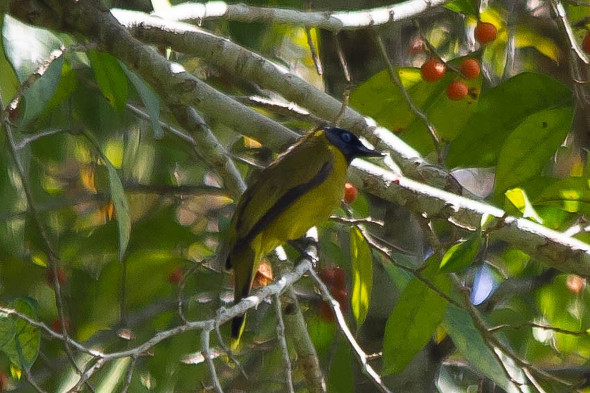 Black-headed Bulbul - ML638149028