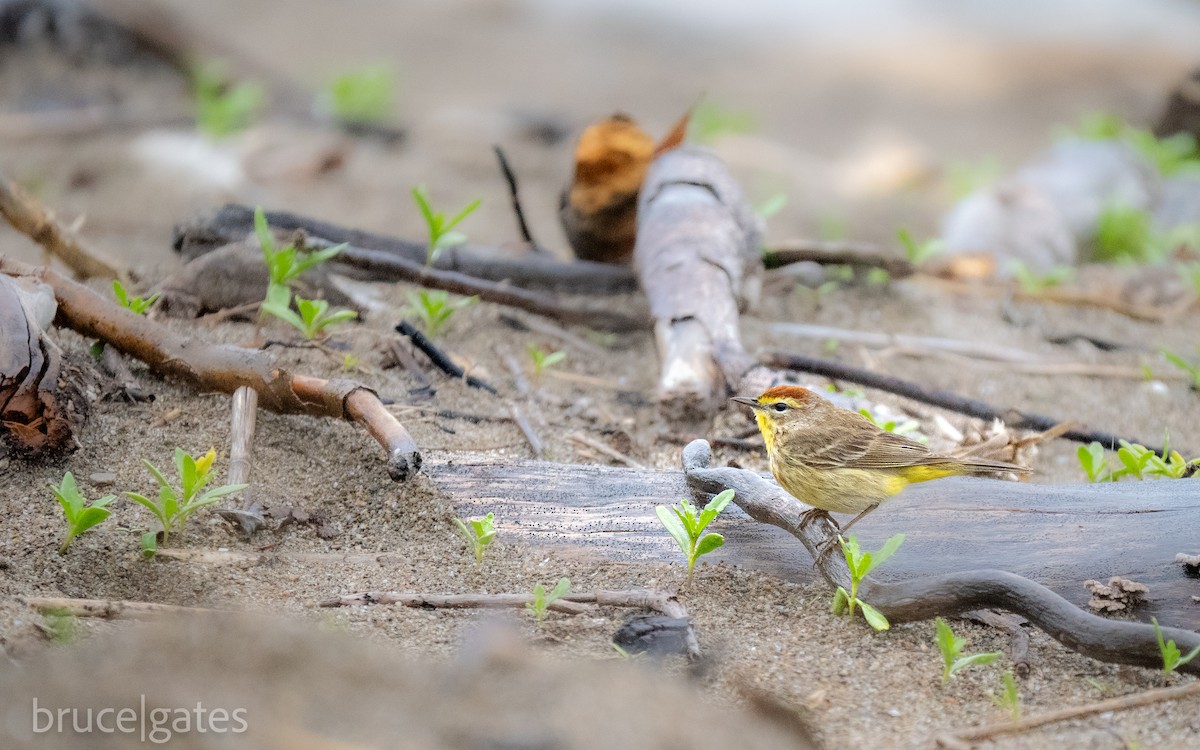 Palm Warbler - ML638149035