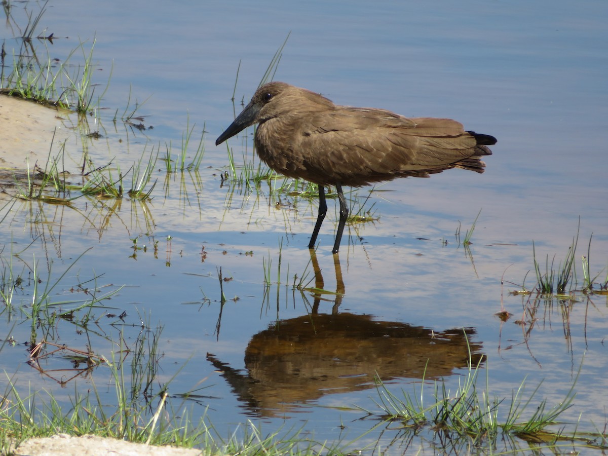Hamerkop - ML638149058