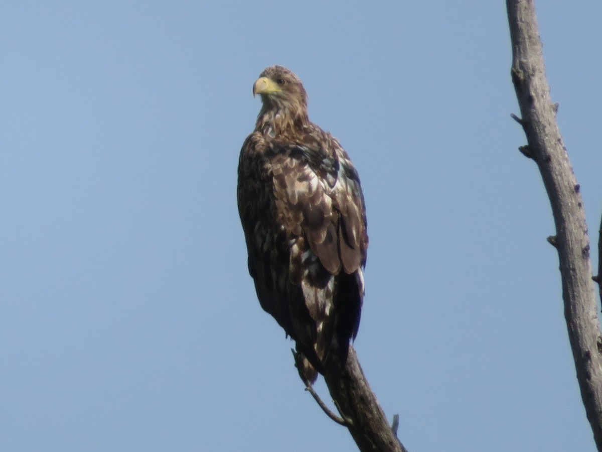 White-tailed Eagle - ML638149106