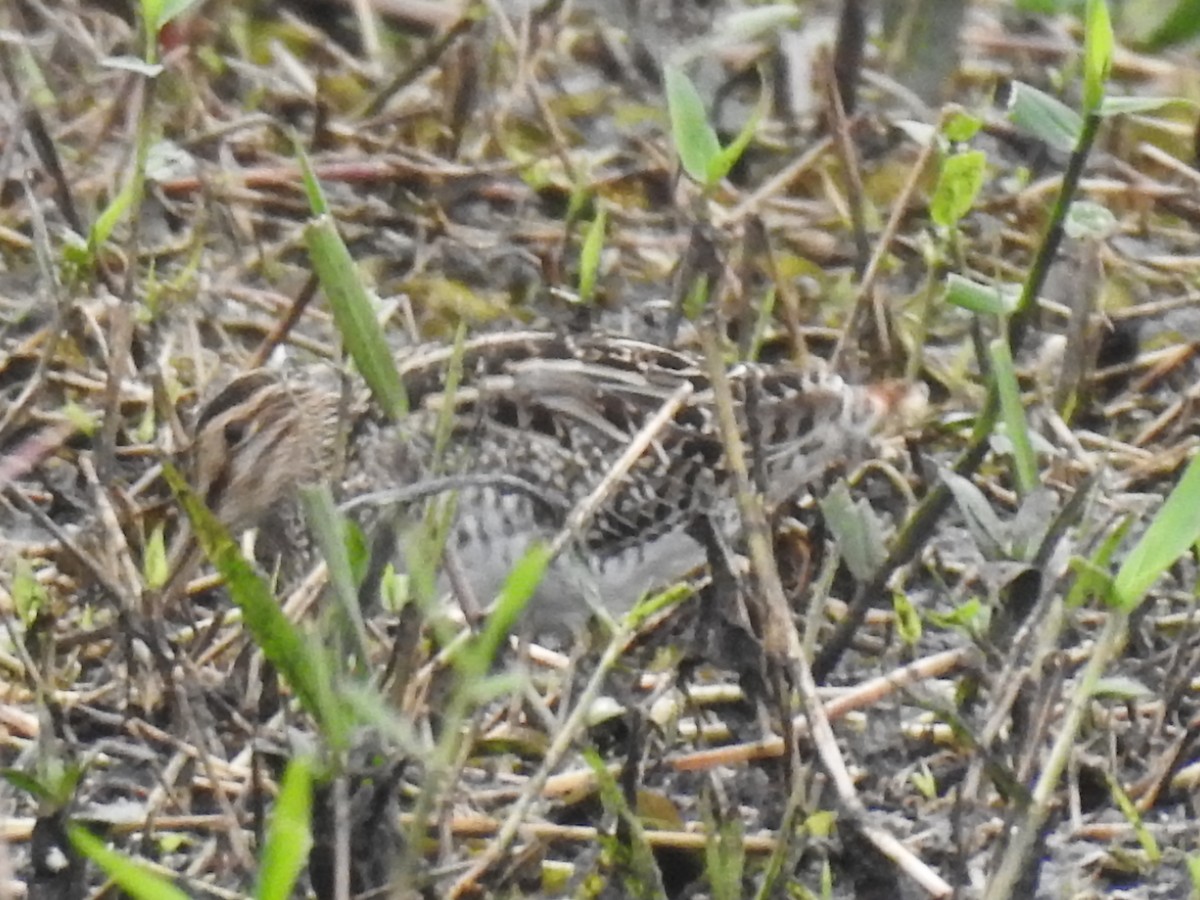 Pantanal Snipe - ML638149118