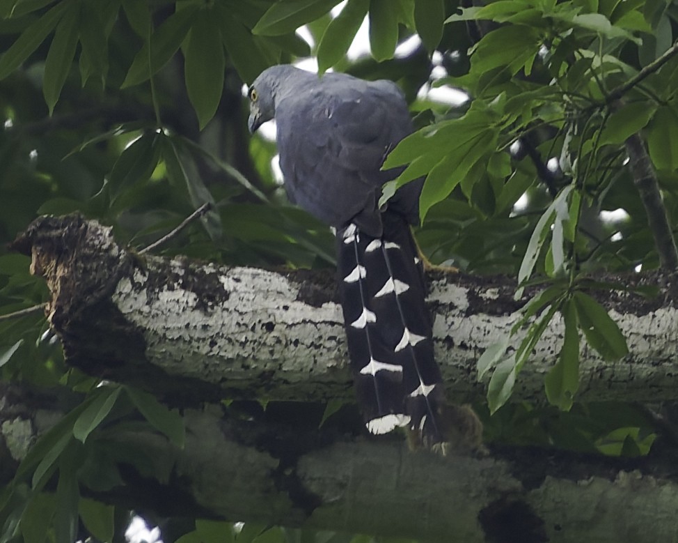 Long-tailed Hawk - ML638149119