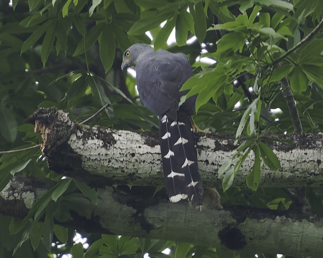 Long-tailed Hawk - ML638149120