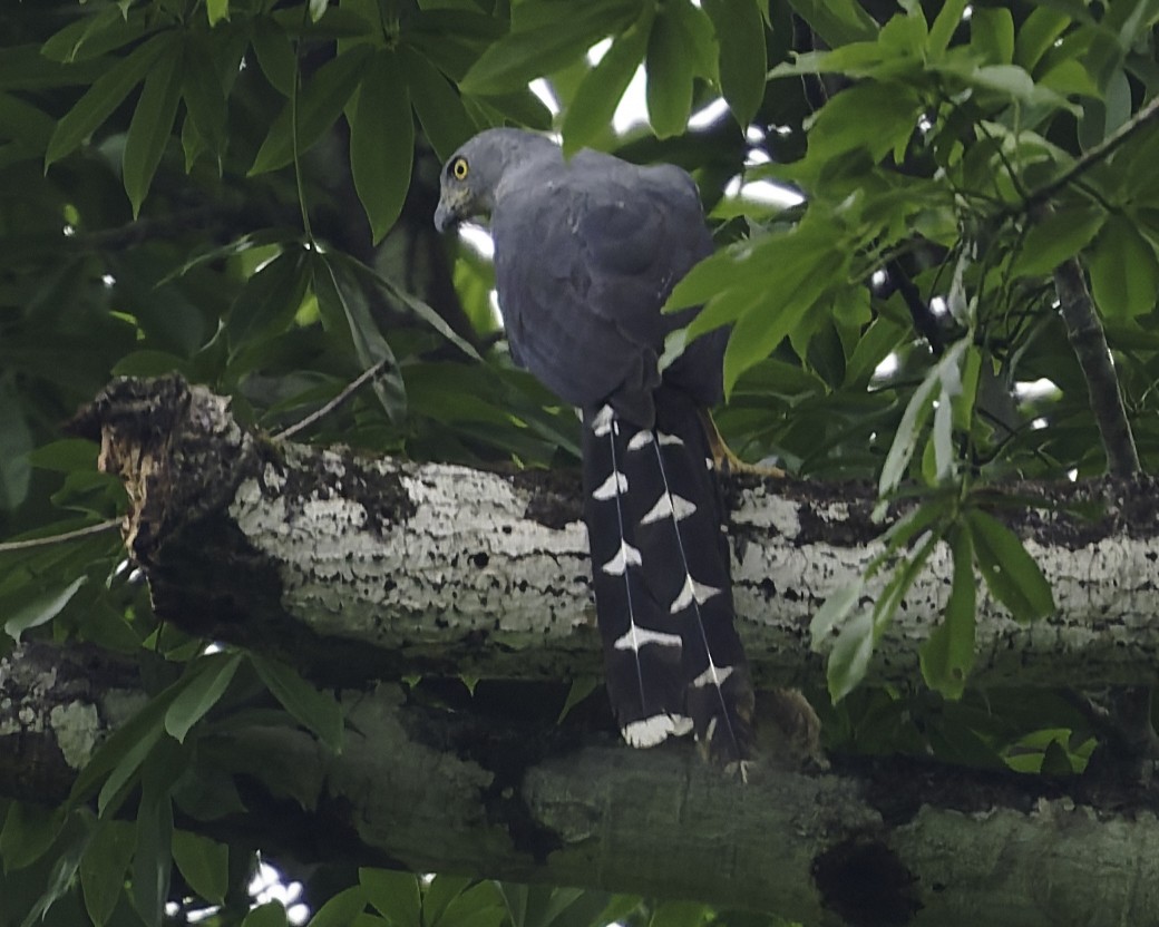 Long-tailed Hawk - ML638149121