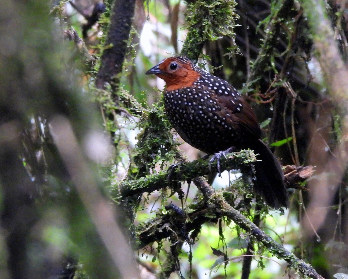 Ocellated Tapaculo - ML638149134