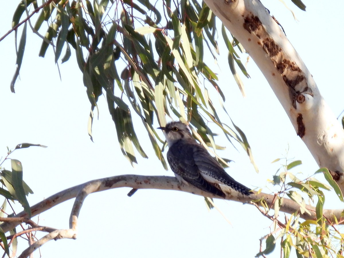 Pallid Cuckoo - ML638149140