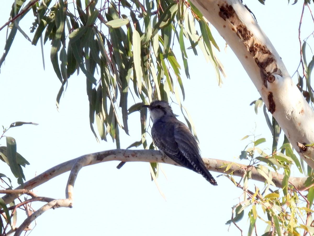 Pallid Cuckoo - ML638149148