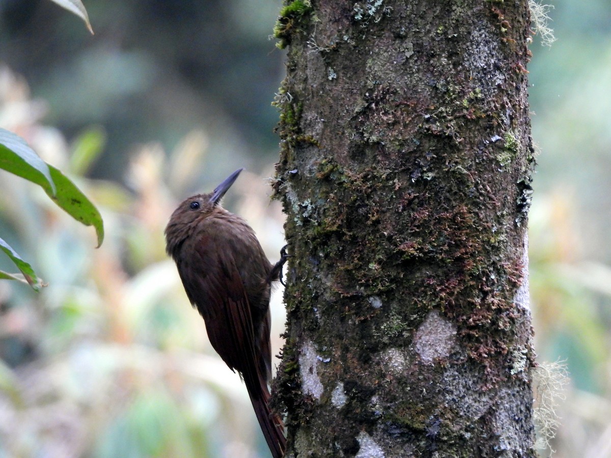 Tyrannine Woodcreeper - ML638149151