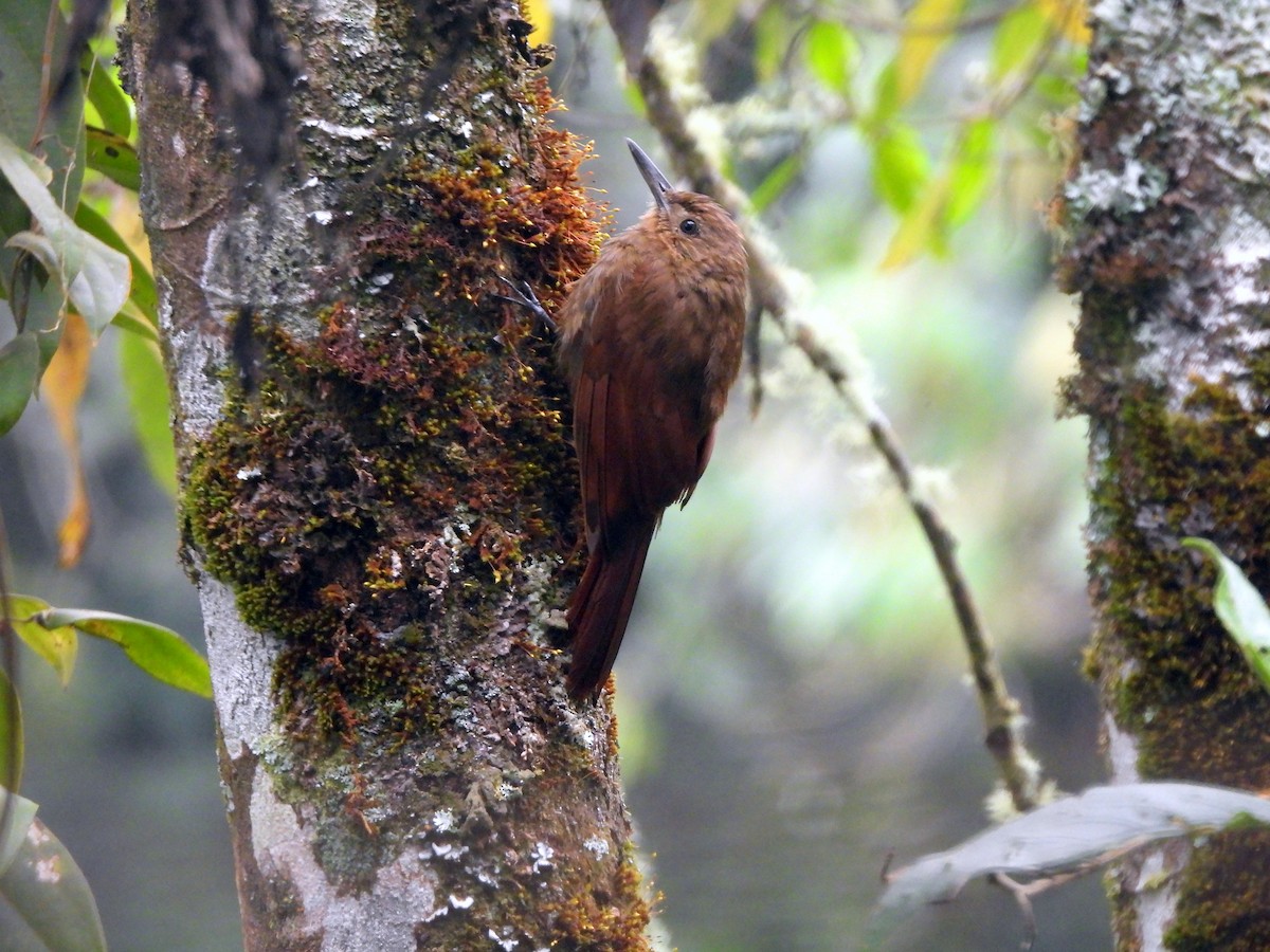 Tyrannine Woodcreeper - ML638149152