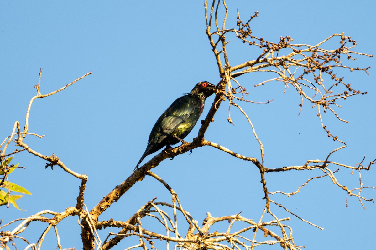 Metallic Starling - ML638149154
