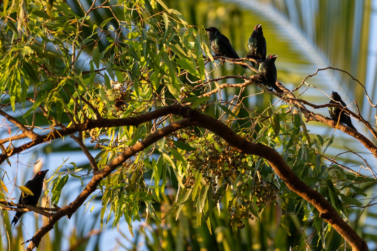 Metallic Starling - ML638149155