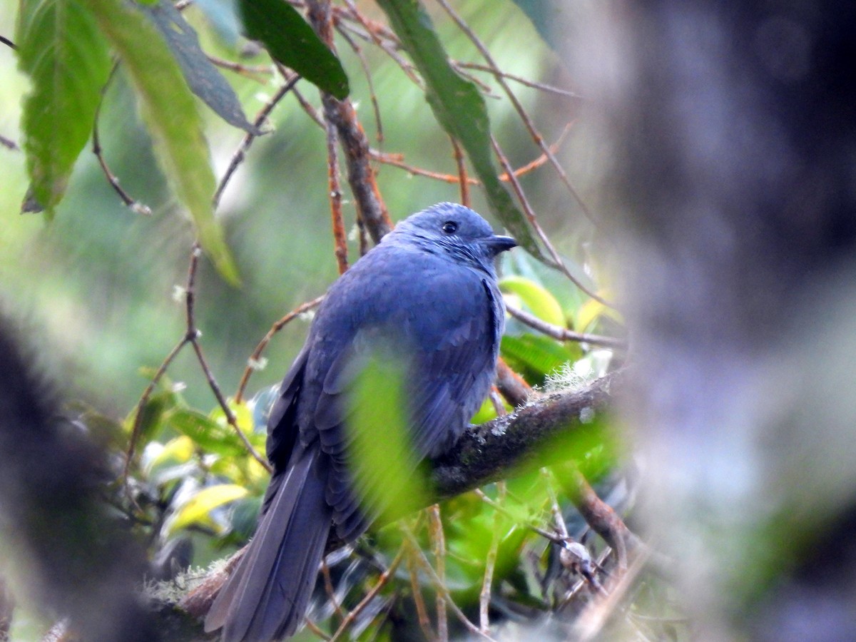 Dusky Piha - ML638149160