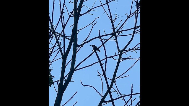 Ruby-throated Hummingbird - ML638149171