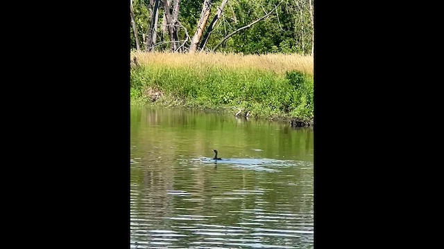 Double-crested Cormorant - ML638149184