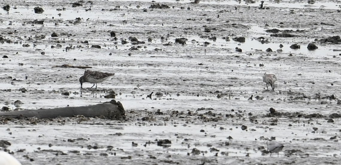 Great Knot - ML638149222