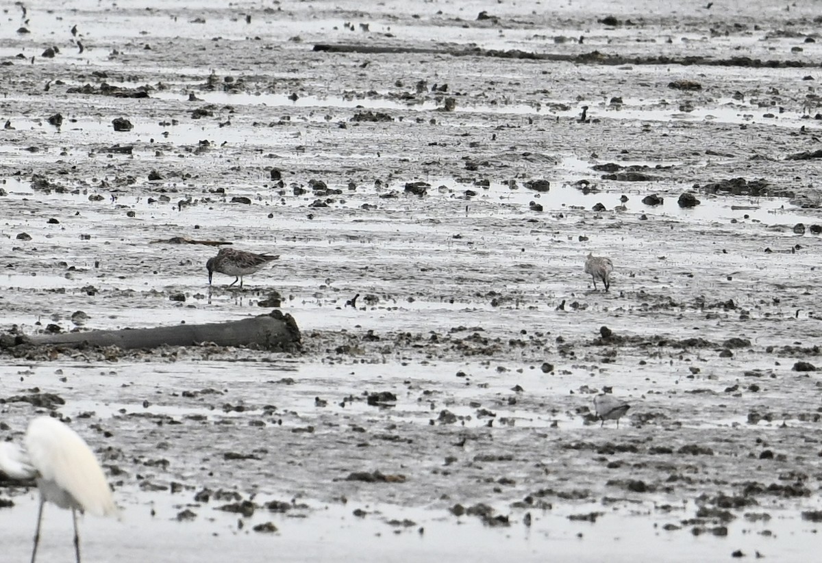 Great Knot - ML638149223