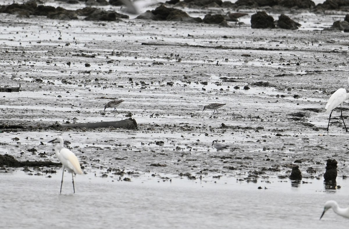 Great Knot - ML638149226
