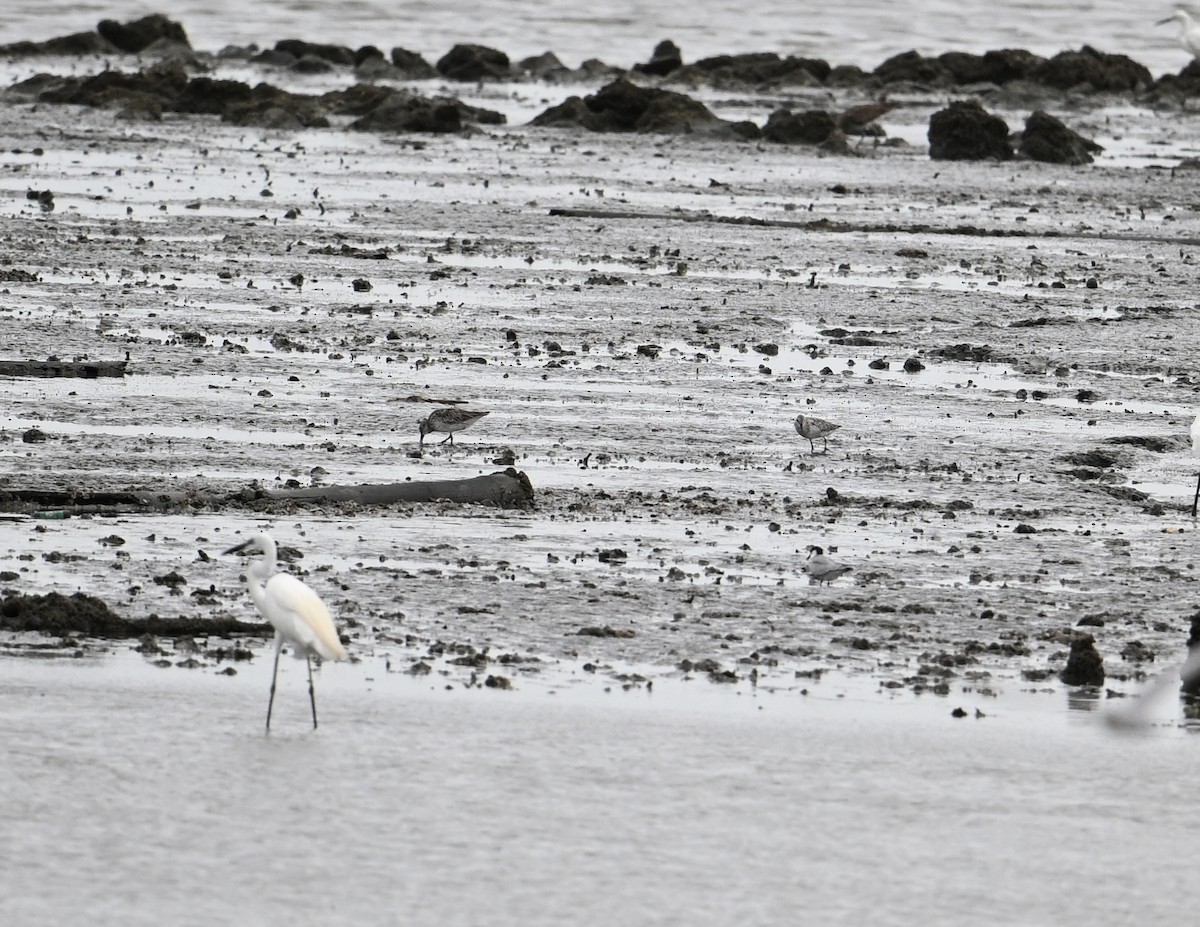 Great Knot - ML638149228