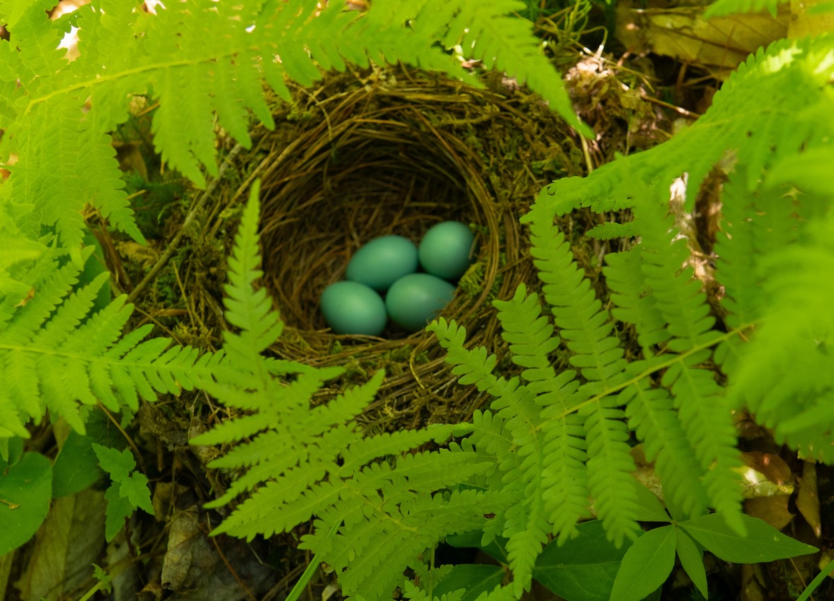 Hermit Thrush - ML638149238