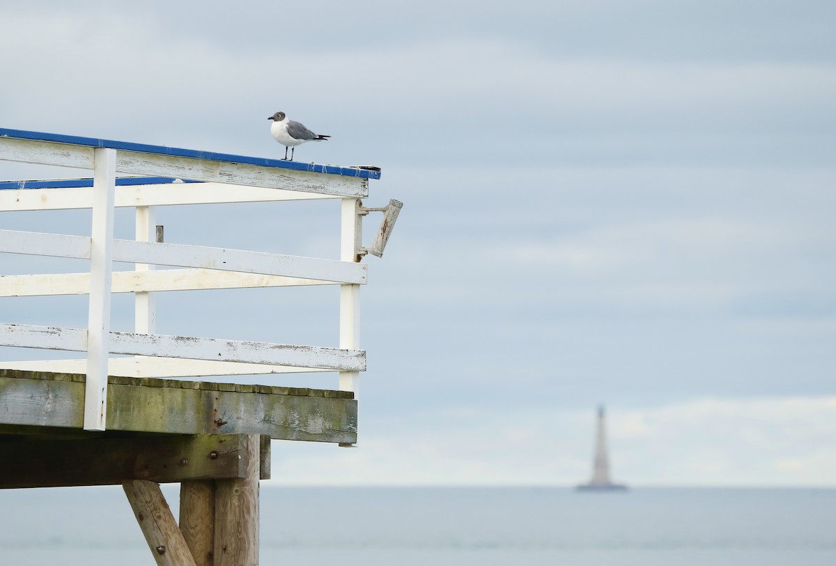 Mouette atricille - ML638149244