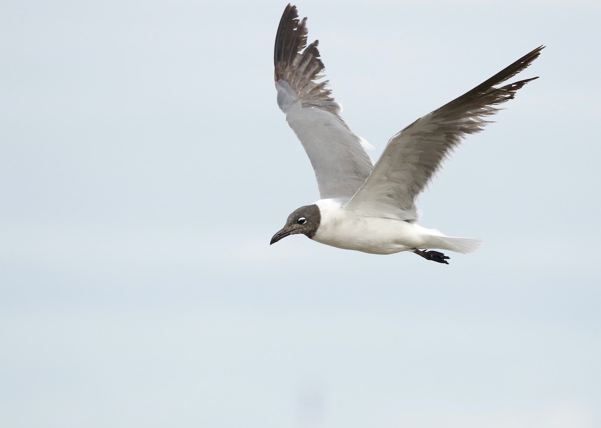 Mouette atricille - ML638149245