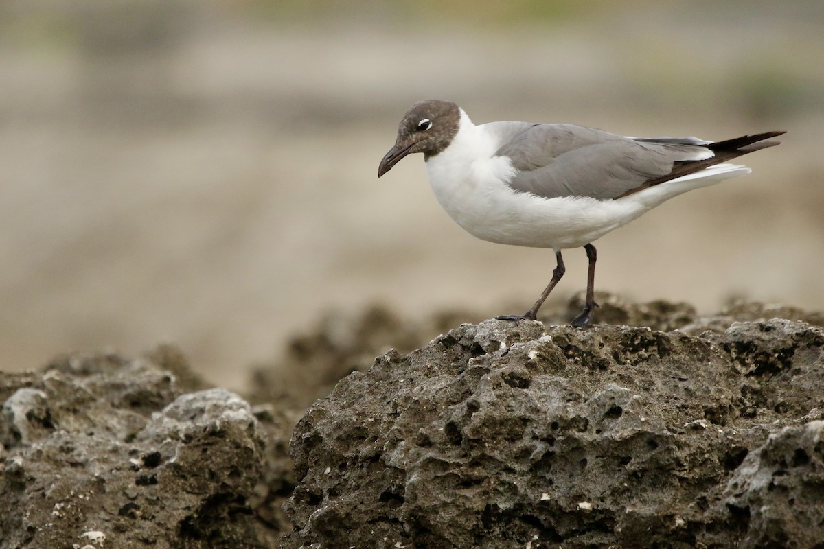 Mouette atricille - ML638149246