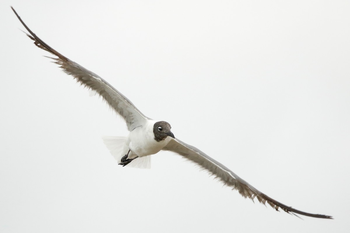 Mouette atricille - ML638149247