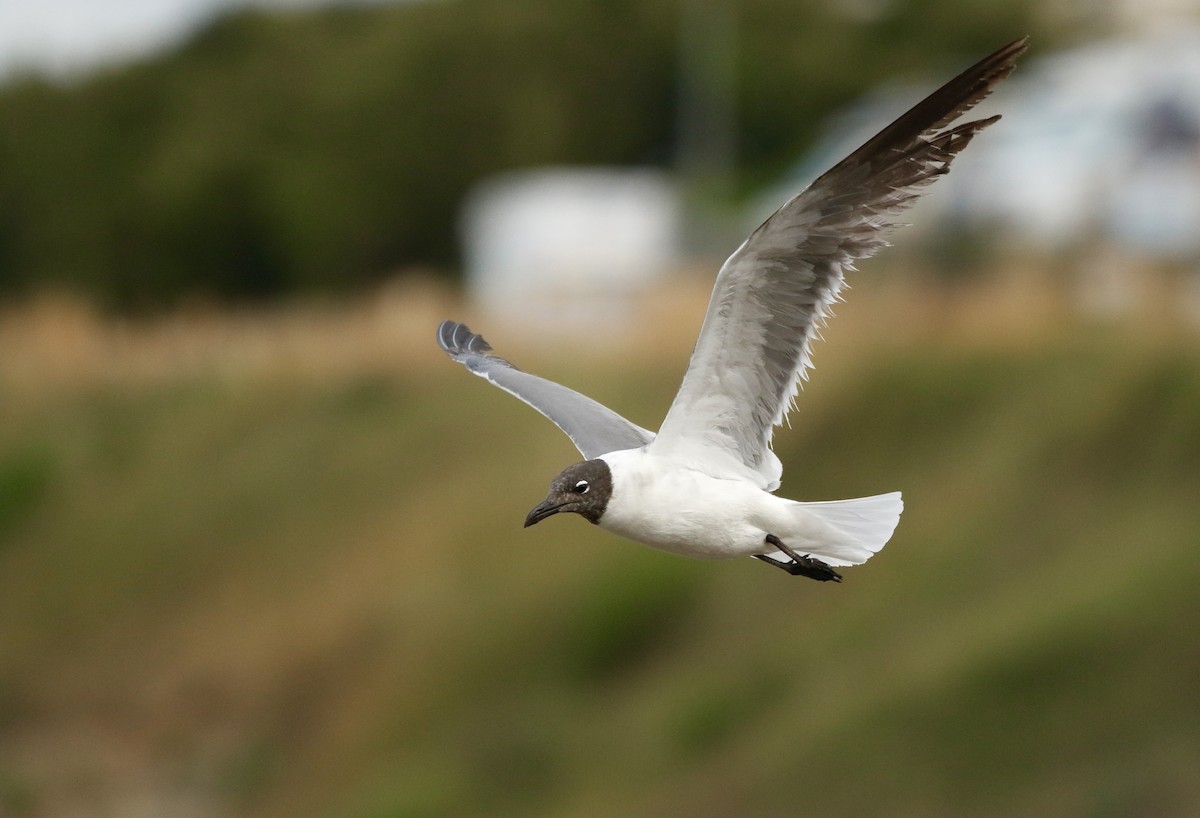 Mouette atricille - ML638149248