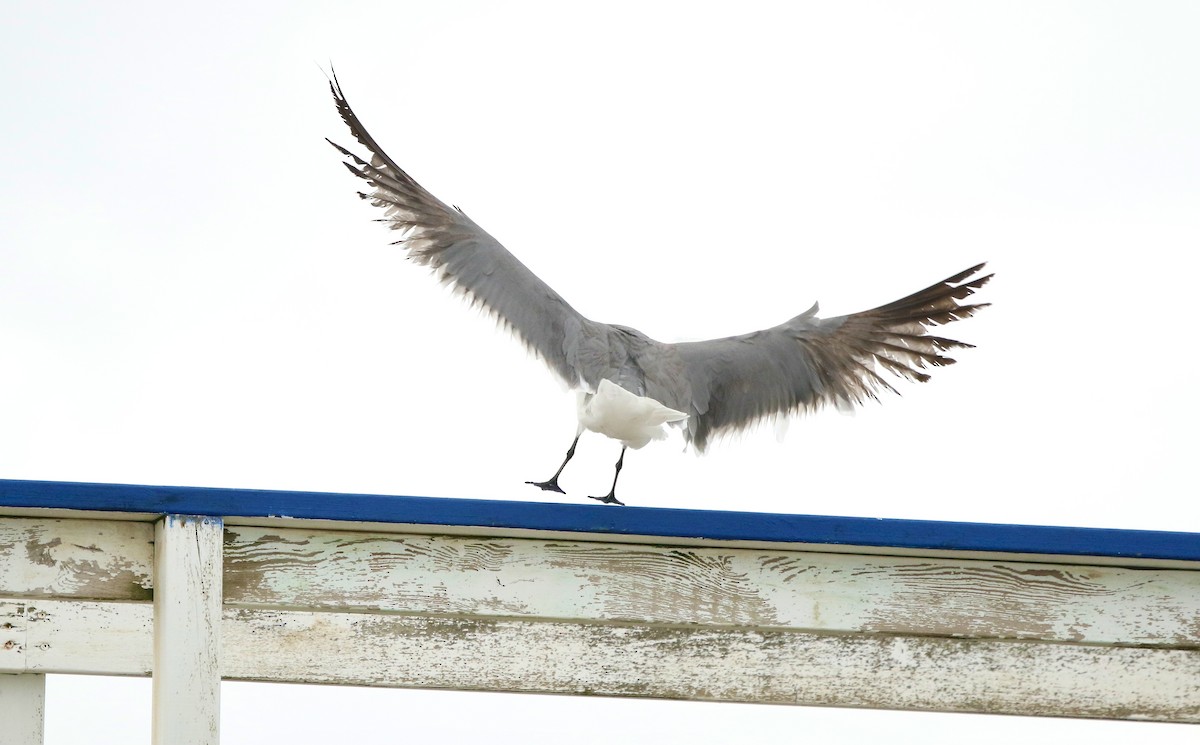 Mouette atricille - ML638149249