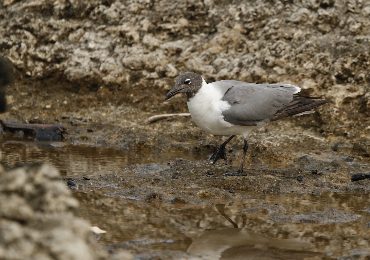 Mouette atricille - ML638149250