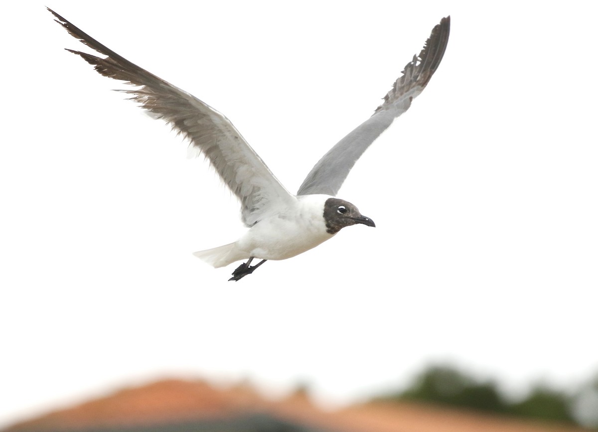 Mouette atricille - ML638149251
