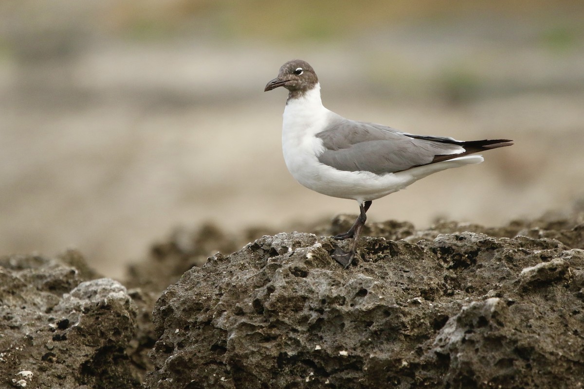 Mouette atricille - ML638149252