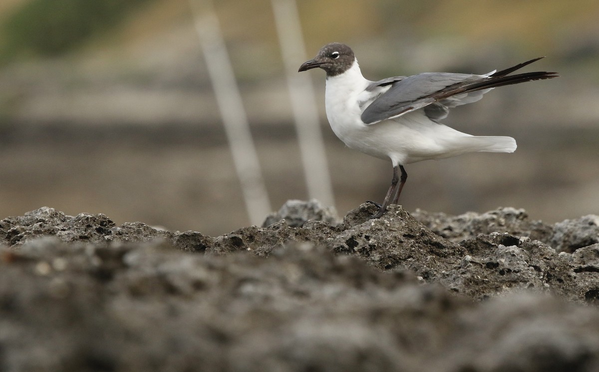 Mouette atricille - ML638149253