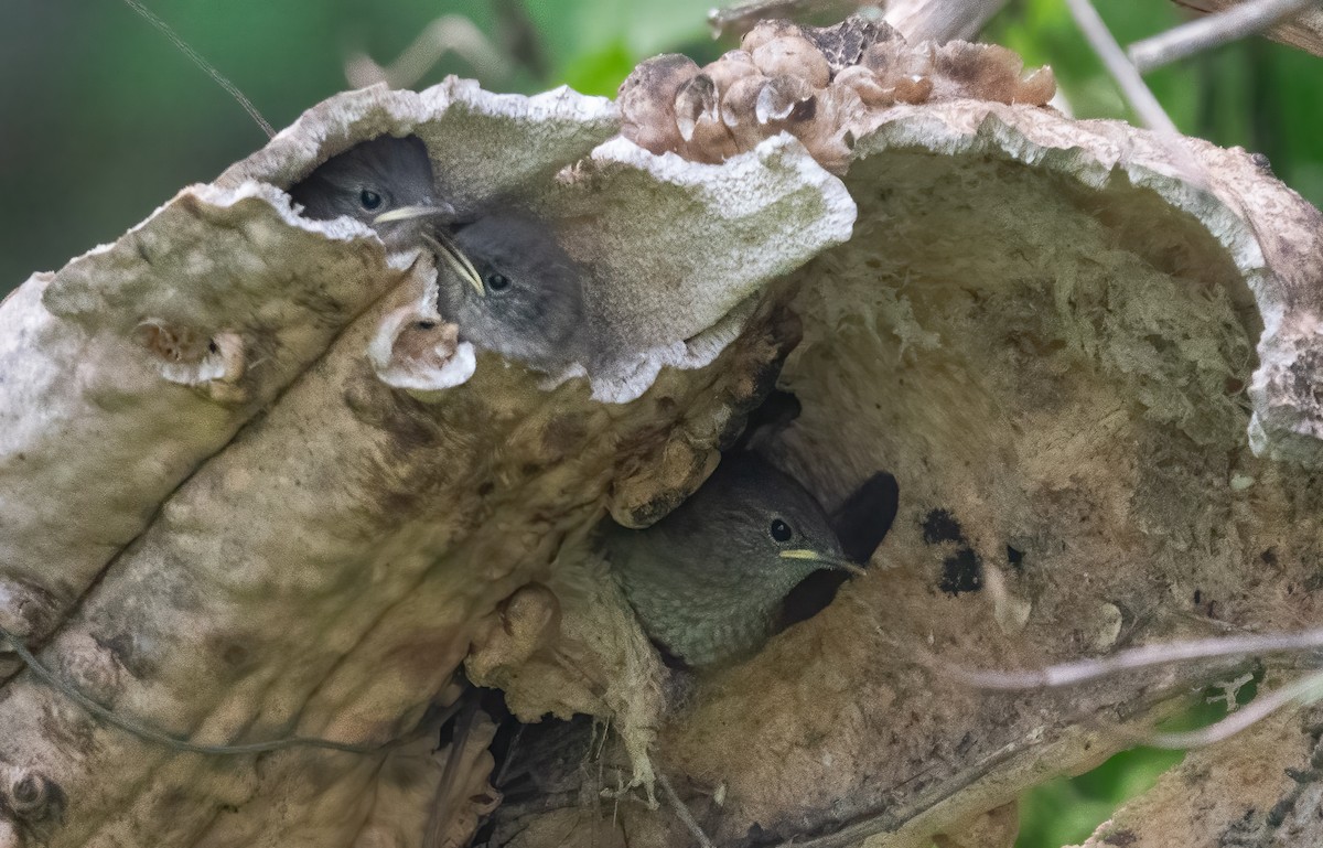 Northern House Wren - ML638149254