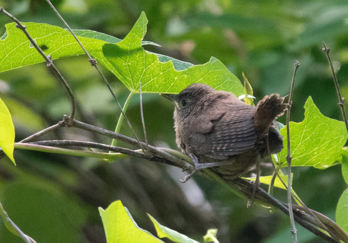 Northern House Wren - ML638149255
