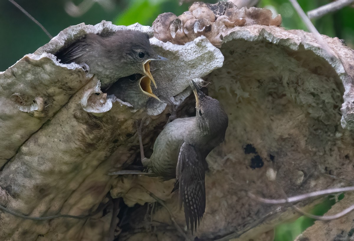 Northern House Wren - ML638149256