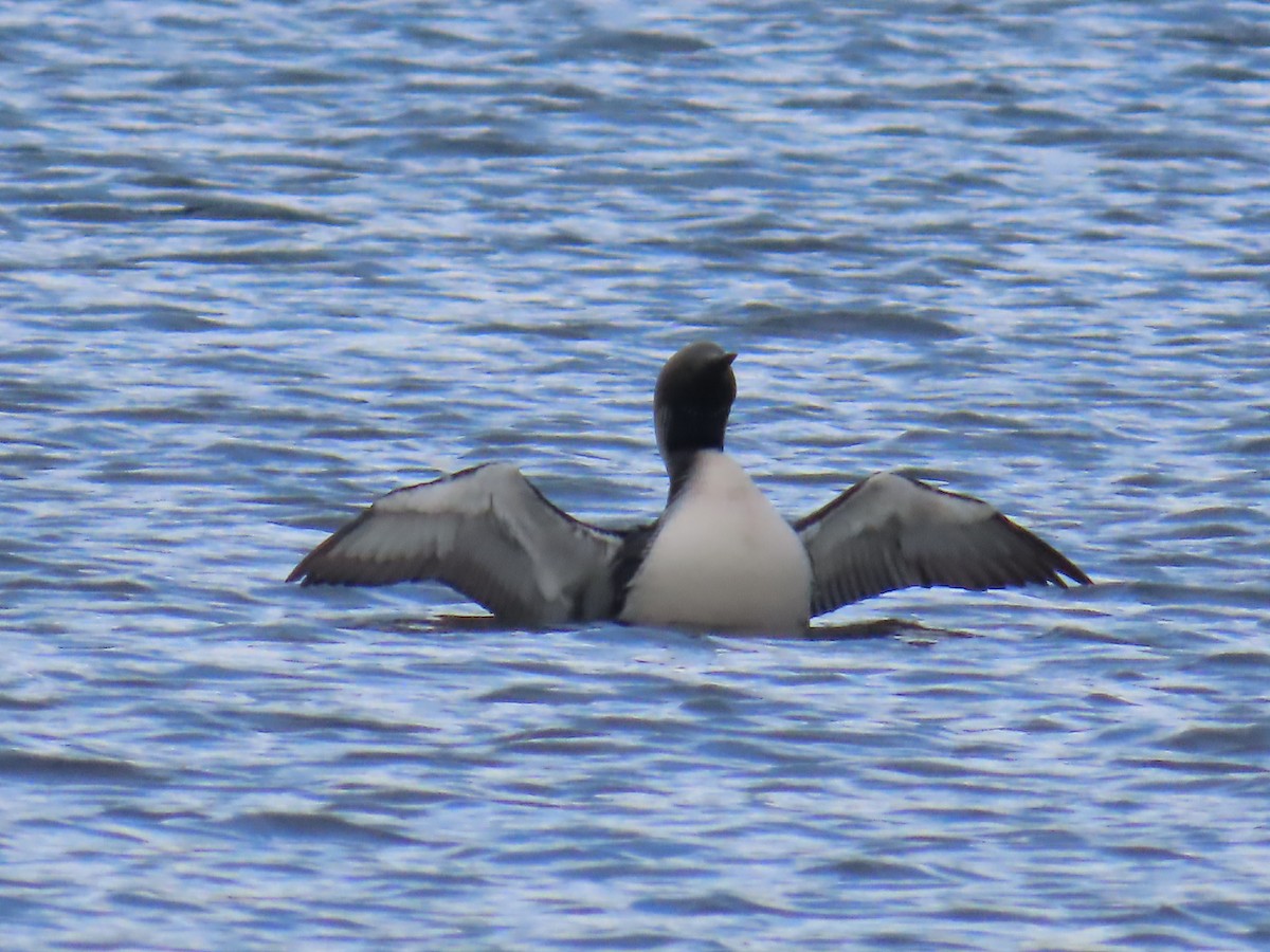 Arctic Loon - ML638149259