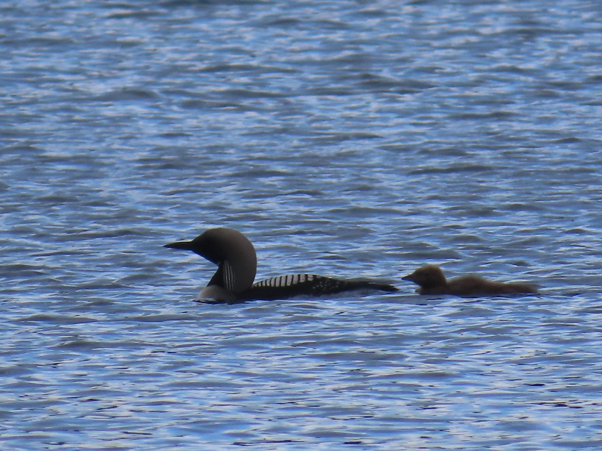 Arctic Loon - ML638149269
