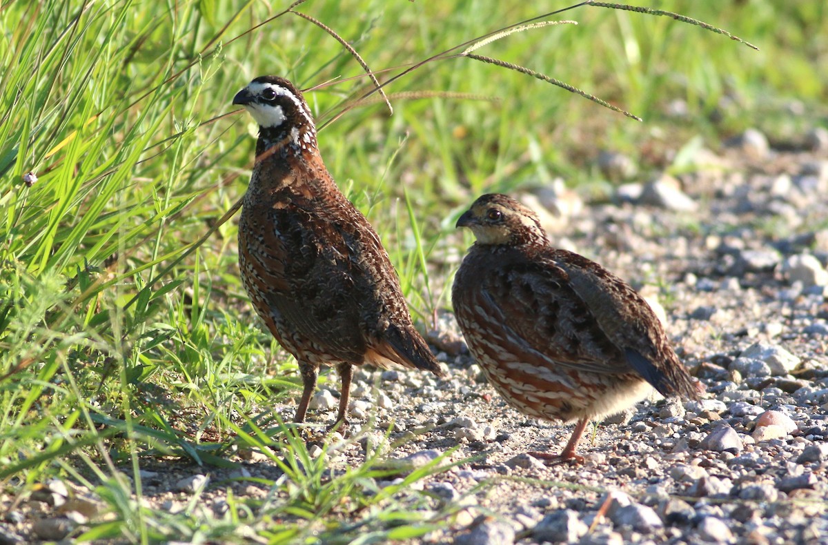 Northern Bobwhite - ML638149284