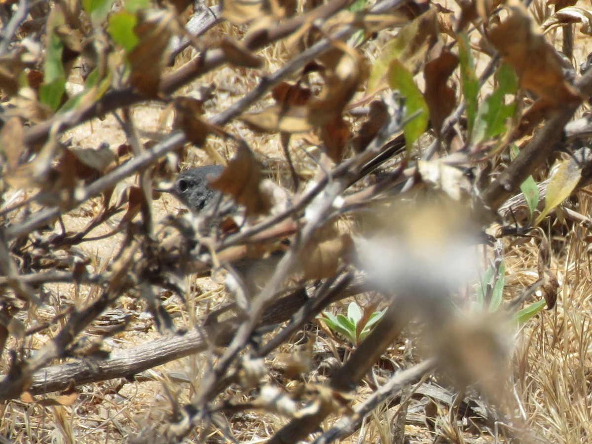 California Gnatcatcher - ML638149315